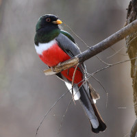 Elegant Trogon